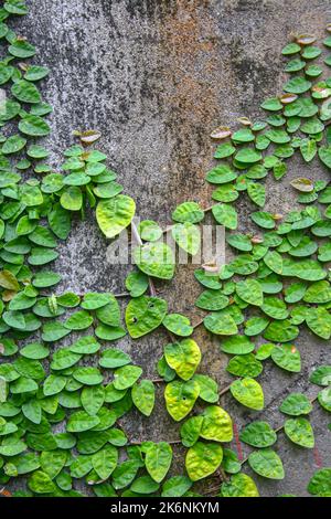 L'edera verde Ficus pumila è conosciuta anche come fico strisciante sulla parete di cemento Foto Stock