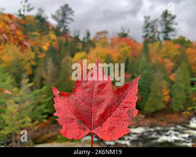 Colori ipmerizzanti di colori autunnali/autunnali/fogliame alla baia di Batchawana/cascate di Chippewa/fiume-Ontario/Canada Foto Stock