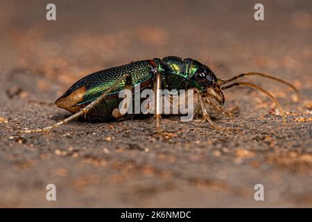 Coleotteri metallici adulti del genere Tetracha Foto Stock