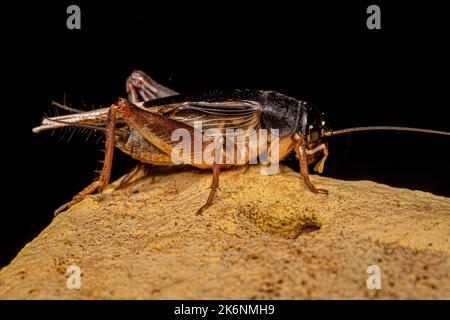 Campo da cricket per adulti della sottofamiglia Gryllinae Foto Stock