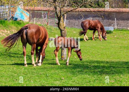 Cavalli di castagno che pascolano su un verde prato alpino Foto Stock