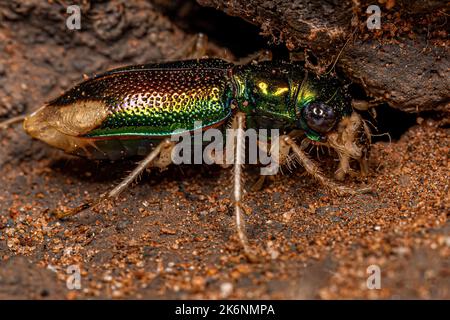 Coleotteri metallici adulti del genere Tetracha Foto Stock