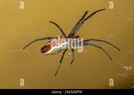 Piccola Basilica Orbweaver Spider della specie Mecynogea lemniscata Foto Stock