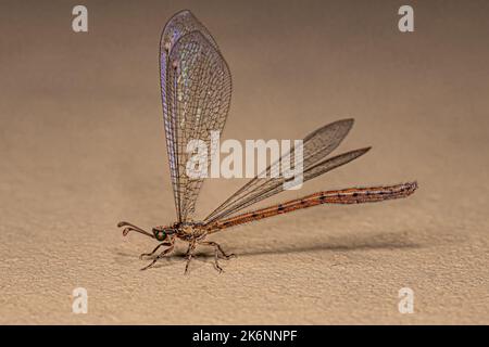 Adulto Antlion Insect della famiglia Myrmeleontidae Foto Stock