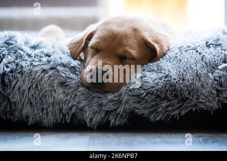 Il cucciolo di Labrador dorme nel letto del cane Foto Stock