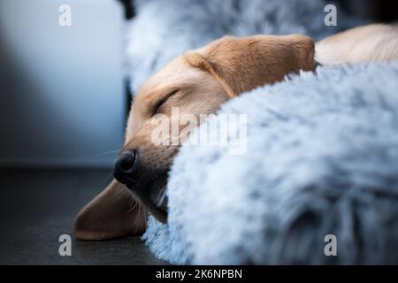 Il cucciolo di Labrador dorme nel letto del cane Foto Stock