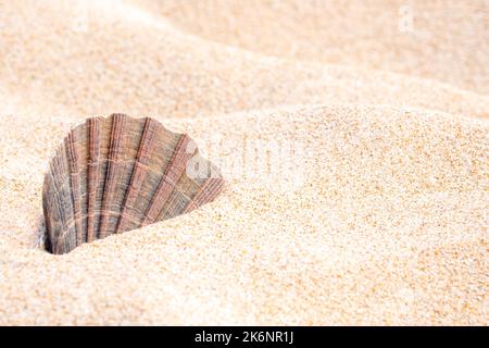 Primo piano di una fragile conchiglia di capesante incollata in una superficie di sabbia fine beige su una duna di sabbia illuminata dalla luce del sole nella stagione estiva. Foto Stock