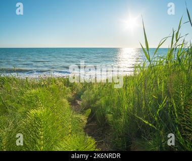 Tramonto composizione paesaggio. Cielo, mare e erba verde durante il tramonto. Foto Stock