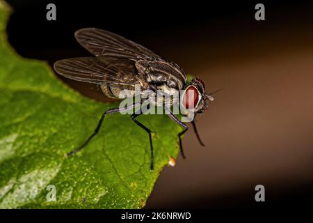 Adulto Muscoid Fly della Famiglia Muscidae Foto Stock