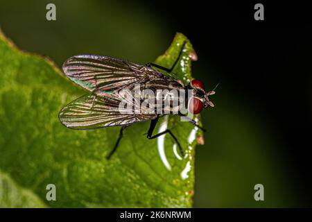 Adulto Muscoid Fly della Famiglia Muscidae Foto Stock