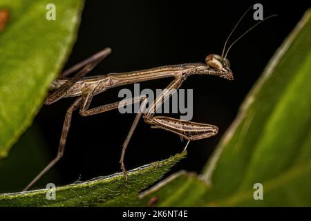 Piccola ninfa Mantide del genere Oxyopsis Foto Stock