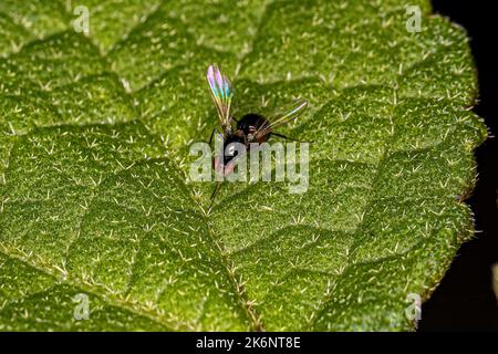 Scavenger Nero Adulto Fly della famiglia Seppidae Foto Stock