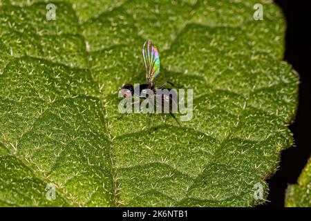 Scavenger Nero Adulto Fly della famiglia Seppidae Foto Stock