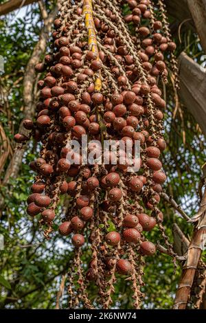 Frutti rossi della palma buriti a fuoco selettivo Foto Stock