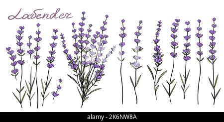 Imposta Lavanda di schizzo disegnata a mano. Collezione vintage di fiori di lavanda Illustrazione Vettoriale