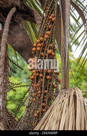 Frutti rossi della palma buriti a fuoco selettivo Foto Stock