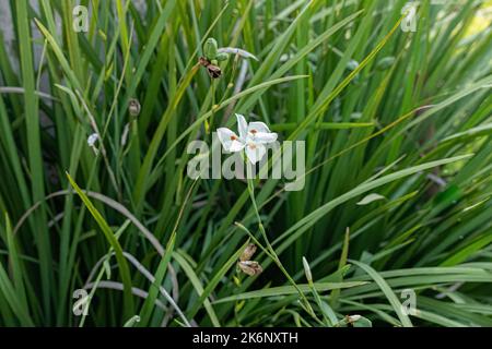 Piccolo fiore bianco di giglio di quindicina della specie Dietes iridioides Foto Stock