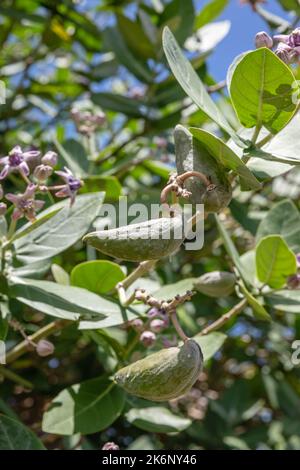 Fioritura Calotropis gigantea o Crown Flower, Bukit, Bali, Indonesia. Foto Stock