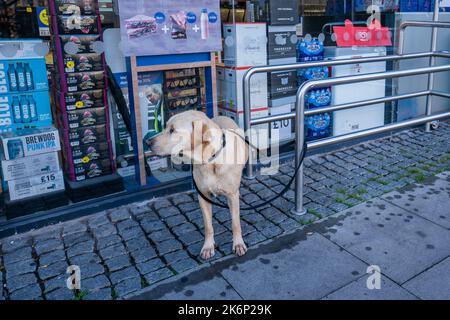 15 ottobre 2022: Cane legato ad un supermercato al piombo, Londra, Inghilterra Foto Stock