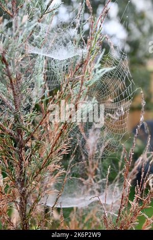 Cobweb su giardino abete albero gancio Norton Oxfordshire Inghilterra uk Foto Stock