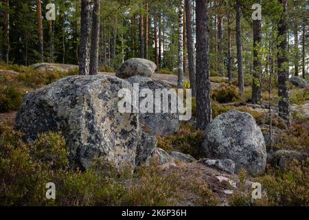 Gruppo di massi rocciosi in una pineta finlandese. Parco Nazionale di Repovesi a Kouvola. Foto Stock