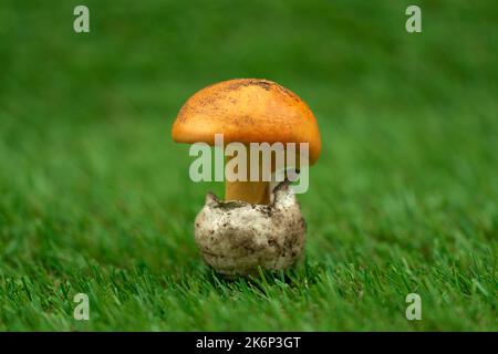 primo piano scatto macro di un fungo d'uovo di un re su un prato Foto Stock