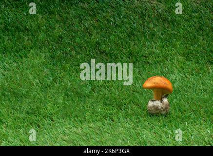 sfondo di erba con un fungo d'uovo del re accanto ad esso Foto Stock