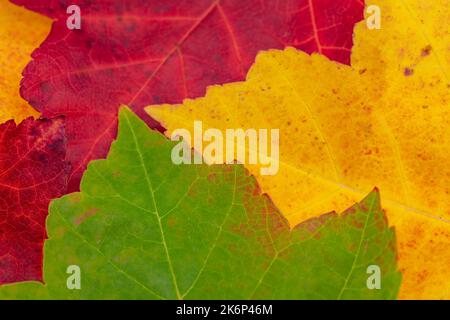 foglie colorate come sfondo per l'autunno Foto Stock