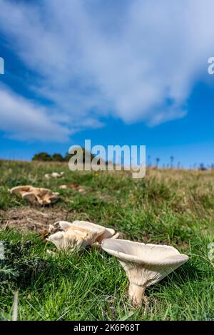 Fungo con cappuccio ad imbuto nel prato nel nord dello yorkshire, Regno Unito Foto Stock