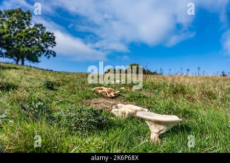 Fungo con cappuccio ad imbuto nel prato nel nord dello yorkshire, Regno Unito Foto Stock