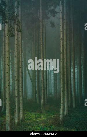 Una foresta di alti pini in nebbia Foto Stock
