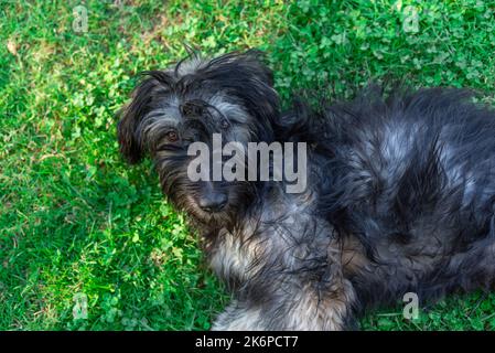 Primo piano di un cane pastore catalano sdraiato sull'erba e guardando la macchina fotografica. Cani pedigree. Adozione di animali Foto Stock