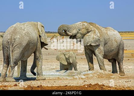 Tre elefanti ricoperti di fango in piedi in una piccola buca d'acqua, con la savana aperta sullo sfondo e una torre di giraffa a piedi, Etosha Nation Foto Stock