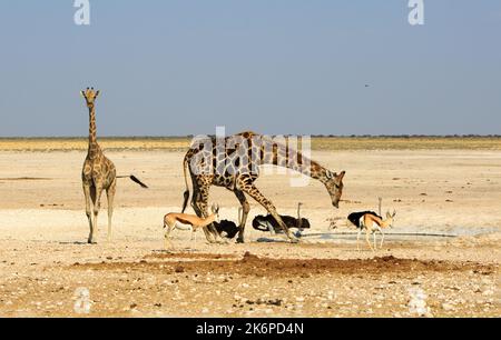 Giraffa bevendo ad una buca d'acqua con tre struzzi sullo sfondo e springbok in primo piano. Etosha dispone di pozzi d'acqua che sono un magnete per il Foto Stock