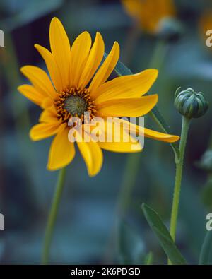 Bel girasole giallo selvatico (Helianthus tuberosus), chiamato anche sunroot, sunchoke, topinambur, topinambur, mela di terra, isolata Foto Stock