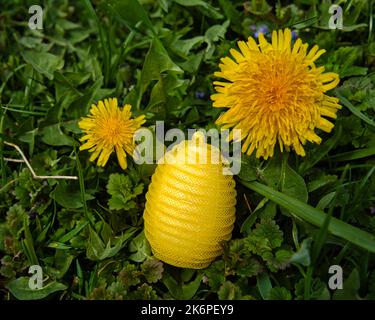 Giallo plastica nylon Pasqua uovo nascosto tra i dente di leone Foto Stock