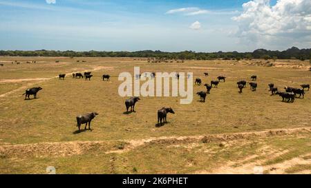 Bufali nella natura selvaggia in Sri Lanka. Animali selvatici dello Sri Lanka. Foto Stock