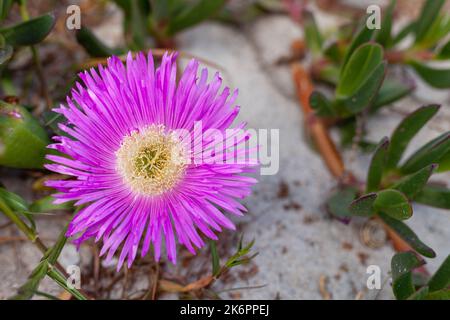 Carpobrotus acinaciformis, noto anche Elands sourfico, Elandssuurvy o Sally-my-handsome) è un perenne succulente, Costa Occidentale, Sud Africa. Foto Stock
