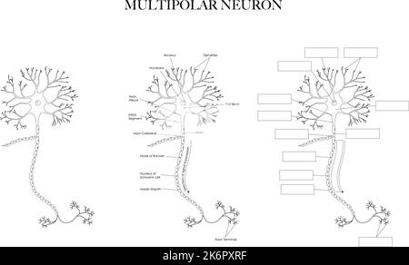 Illustrazione grafica dell'anatomia di Neuron (Nerve Cell) in bianco e nero. Immagini etichettate e non etichettate per la colorazione e l'apprendimento della struttura neuronale. Illustrazione Vettoriale