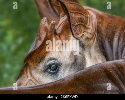 Anokapi (Okapia johnstoni), conosciuta anche come giraffa forestale, giraffa congolese, o giraffa zebra a ZooTampa al Lowry Park a Tampa Florida USA Foto Stock