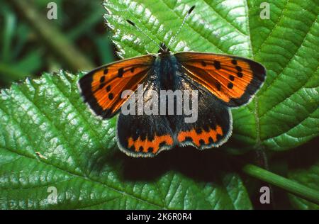 Lycaena phlaeas - farfalla di rame piccola Foto Stock