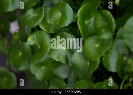 Vista ravvicinata della foglia di pennywort nell'orto Foto Stock