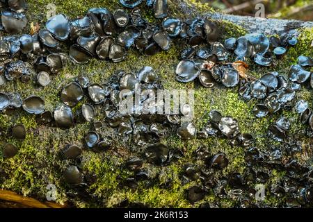 Dischi neri del fungo Bulgaria inquinans che crescono su un albero caduto in una foresta del Regno Unito Foto Stock