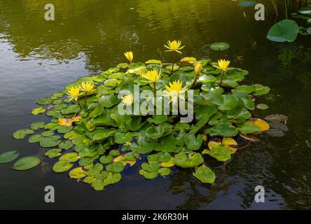 Victoria cruziana o Santa Cruz giganti giglio d'acqua, nativo del Sud America (famiglia Ninfeaceae) Foto Stock