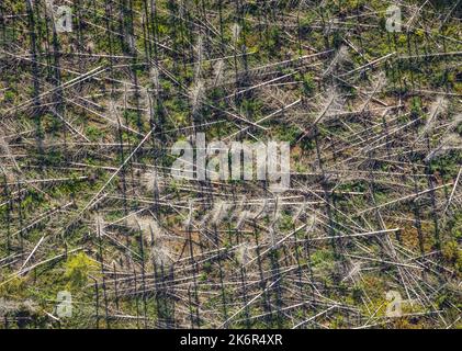 Luftbild, Waldschäden, Kahlschlag, Fröndenberg, Fröndenberg/Ruhr, Ruhrgebiet, Nordrhein-Westfalen, Deutschland, Baumsterben, BorkenkäferSchäden, Borke Foto Stock