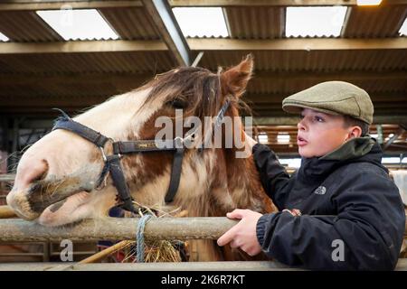 Ayr, Regno Unito. 15th Ott 2022. La Kilmarnock Foal Show Society ha tenuto la sua mostra annuale autunnale di Clydesdale Horses presso l'Ayr Cattle Market, Ayrshire, Scozia, Regno Unito. Le gare e le giudicazioni hanno attirato numerosi spettatori, di tutte le età, che hanno assistito alla selezione dei cavalli purosangue Clydesdale. Lewis Campbell, di 14 anni, con il suo cavallo di Clydesdale di 1 anni 'Viola' che guarda le giudiche. Credit: Findlay/Alamy Live News Foto Stock