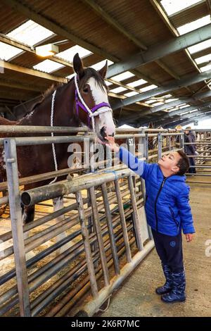 Ayr, Regno Unito. 15th Ott 2022. La Kilmarnock Foal Show Society ha tenuto la sua mostra annuale autunnale di Clydesdale Horses presso l'Ayr Cattle Market, Ayrshire, Scozia, Regno Unito. Le gare e le giudicazioni hanno attirato numerosi spettatori, di tutte le età, che hanno assistito alla selezione dei cavalli purosangue Clydesdale. Immagine di 5 anni OSCAR ARBUCKLE RUIZA di Ayr accarezzando uno dei cavalli dello spettacolo. Credit: Findlay/Alamy Live News Foto Stock