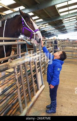 Ayr, Regno Unito. 15th Ott 2022. La Kilmarnock Foal Show Society ha tenuto la sua mostra annuale autunnale di Clydesdale Horses presso l'Ayr Cattle Market, Ayrshire, Scozia, Regno Unito. Le gare e le giudicazioni hanno attirato numerosi spettatori, di tutte le età, che hanno assistito alla selezione dei cavalli purosangue Clydesdale. Immagine di 5 anni OSCAR ARBUCKLE RUIZA di Ayr accarezzando uno dei cavalli dello spettacolo. Credit: Findlay/Alamy Live News Foto Stock