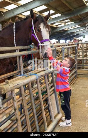 Ayr, Regno Unito. 15th Ott 2022. La Kilmarnock Foal Show Society ha tenuto la sua mostra annuale autunnale di Clydesdale Horses presso l'Ayr Cattle Market, Ayrshire, Scozia, Regno Unito. Le gare e le giudicazioni hanno attirato numerosi spettatori, di tutte le età, che hanno assistito alla selezione dei cavalli purosangue Clydesdale. Immagine di 8 anni KELLTON LAVELLE di Ayr che accarezza uno dei cavalli dello spettacolo. Credit: Findlay/Alamy Live News Foto Stock