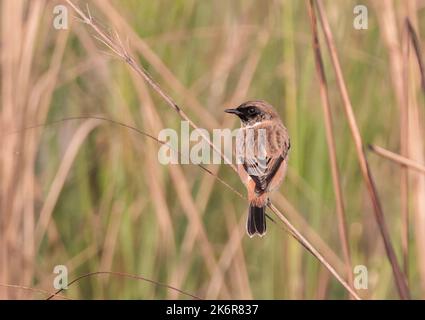 lo stonechat Siberiano o stonechat Asiatico è una specie recentemente convalidata della famiglia del flycatcher del Vecchio mondo. Foto Stock